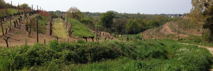 Suprématie bio en Anjou-Saumur