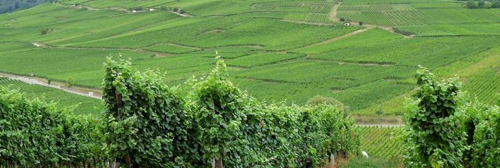 le prix des vignes, derniers chiffres