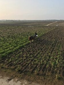 le cheval pour revenir aux sources de la viticulture