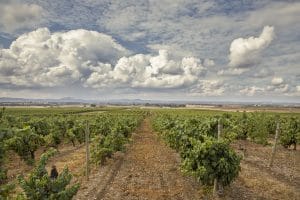 Vue du Vignoble Estremoz