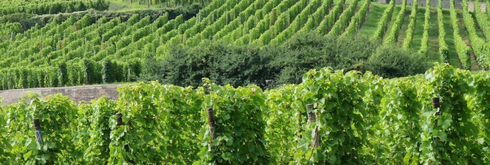 Les docteurs du vin