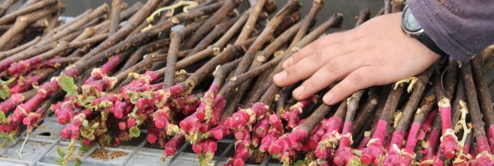 Vigne bonsäi en Anjou