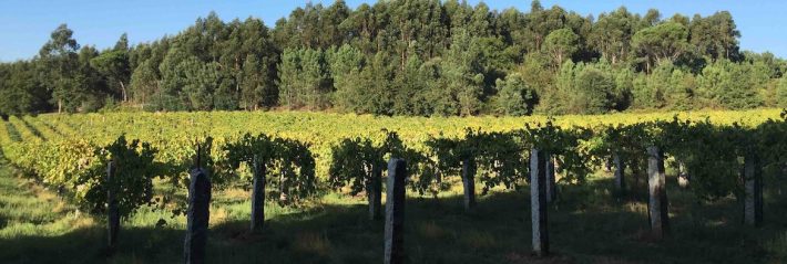 Au berceau de l’Alvarinho
