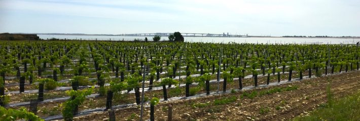 #2 Sur l’Ile de Ré, la vigne fait la force