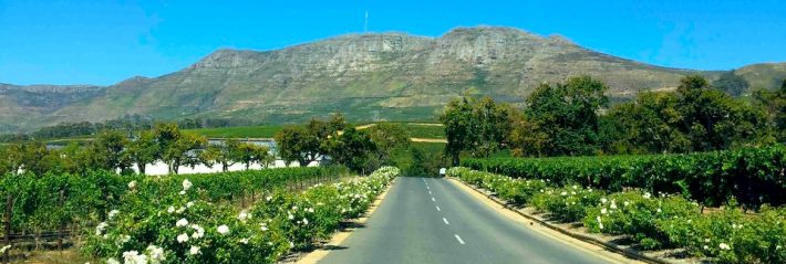 Afrique du Sud#5 : Constantia Valley