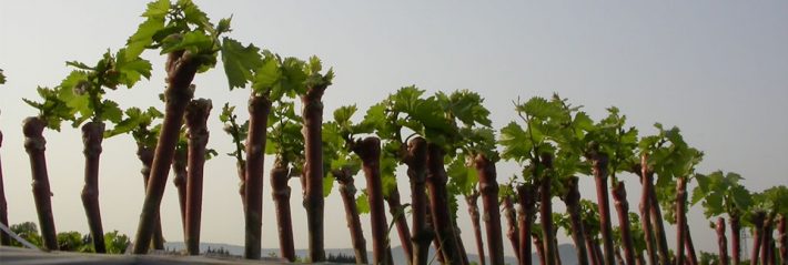 Adopter un pied de vigne