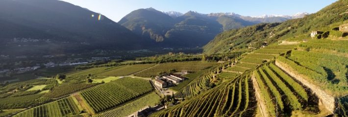 le nebbiolo de Valtellina