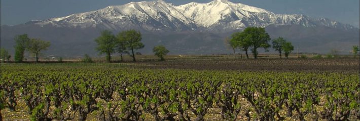 Aller chercher l’âme d’un vignoble