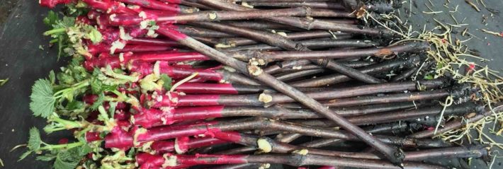Vignes malades : à qui la faute ?