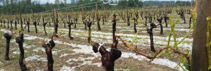 Après le gel, après la grêle…