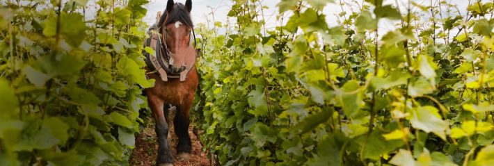 Peut on critiquer la biodynamie ?