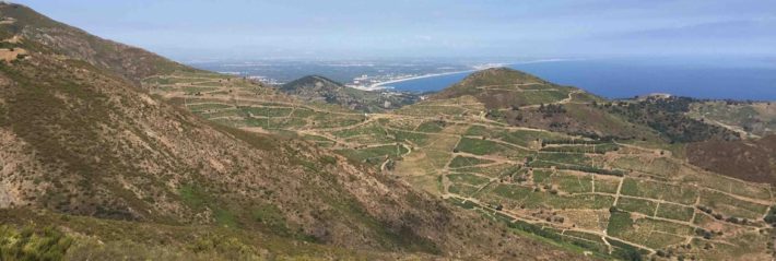 Le vignoble de la Côte Vermeille