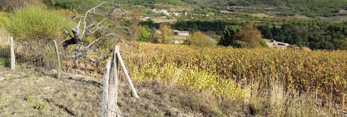 coup de chaud dans les vignobles