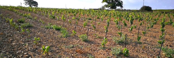 le crowdfounding pour le vin ?