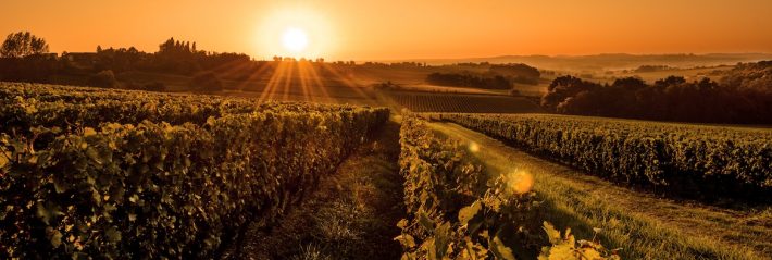 Vignerons de Buzet lanceurs d’alerte