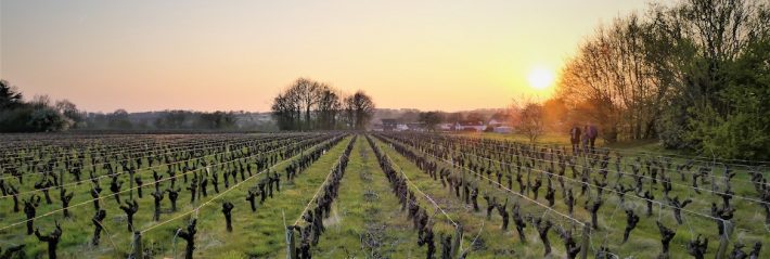Ne tirez pas sur le vigneron !
