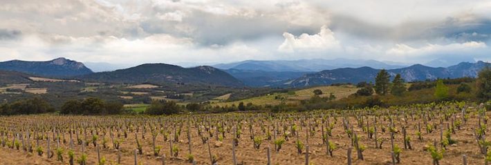 Buzz sur les vins du languedoc