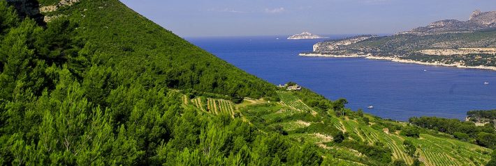 le vignoble de Bandol au féminin