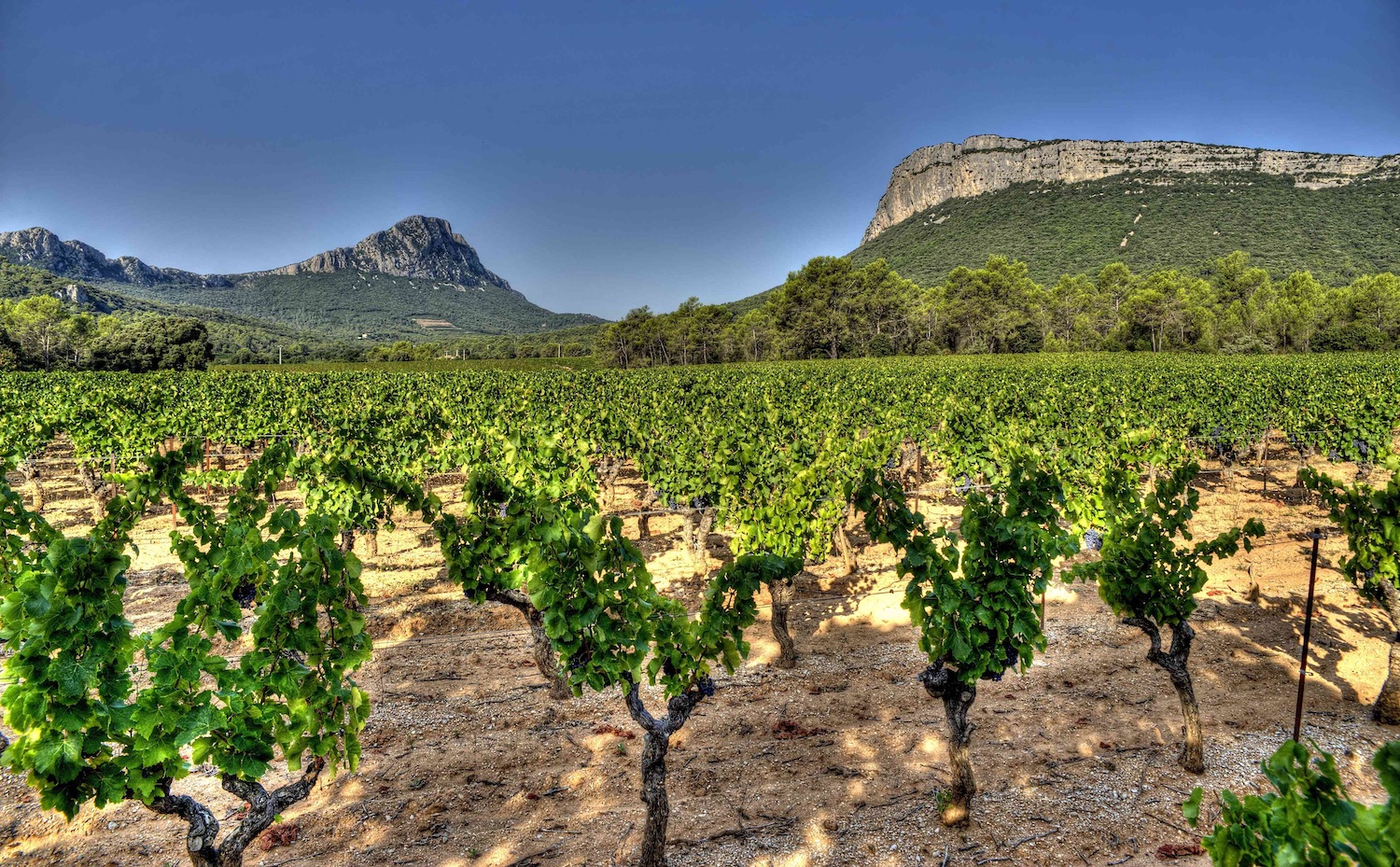 Mirabel, un Pic St Loup plein de poésie ! Génération Vignerons Mirabel, un Pic St Loup plein de poésie ! Génération Vignerons