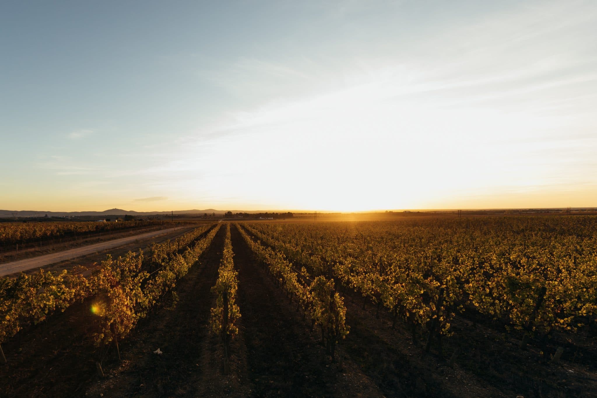 Crépuscule dans les vignes