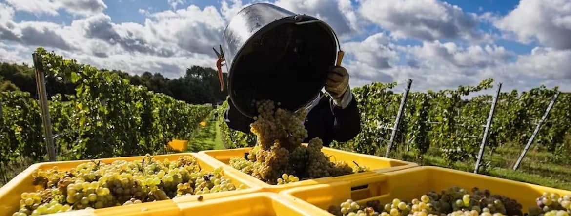 Exportations record pour les grands crus et destruction des vignes pour l’entrée de gamme, un marché viticole à deux vitesses
