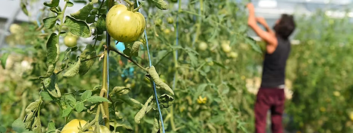 Agriculture : pourquoi la bio marque-t-elle le pas en France ?