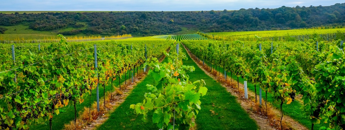Du vin de Bourgogne bientôt au Brésil ? Quand le terroir vacille