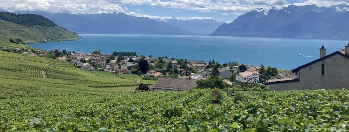 Pourquoi vous ne trouverez pas de vin suisse chez le caviste