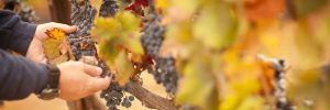 Dates des vendanges : comment le climat souffle le chaud et le froid