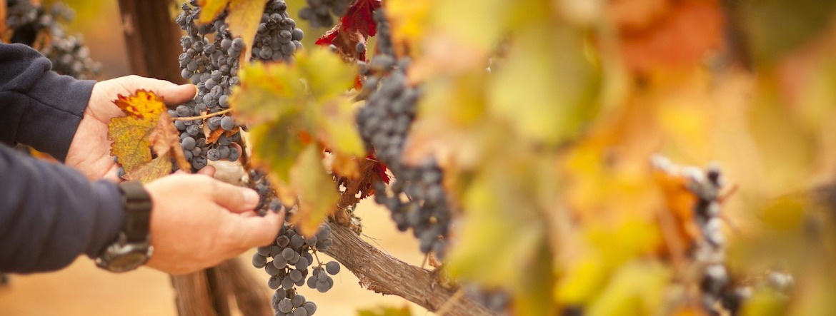 Dates des vendanges : comment le climat souffle le chaud et le froid