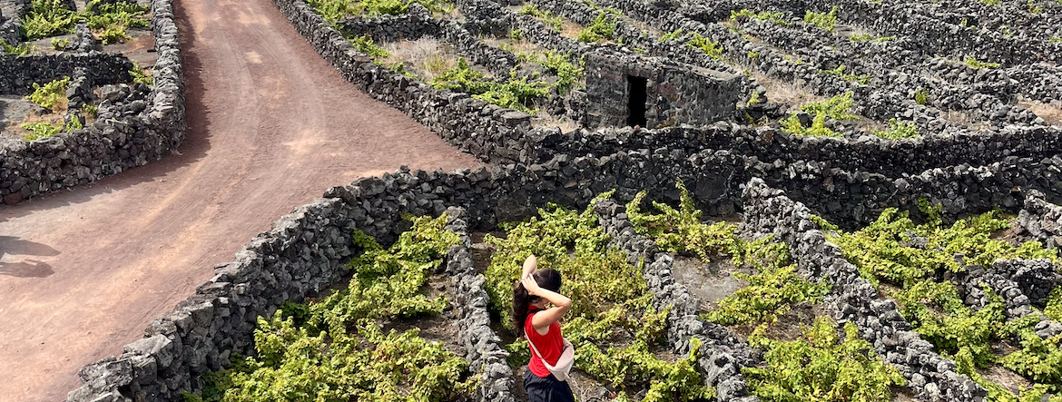 Les vins volcaniques de l’île de Pico