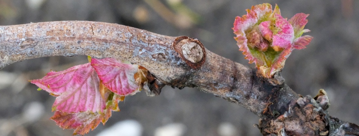 Modestes, discrets… ces cépages seraient-ils l’avenir des vignobles ?