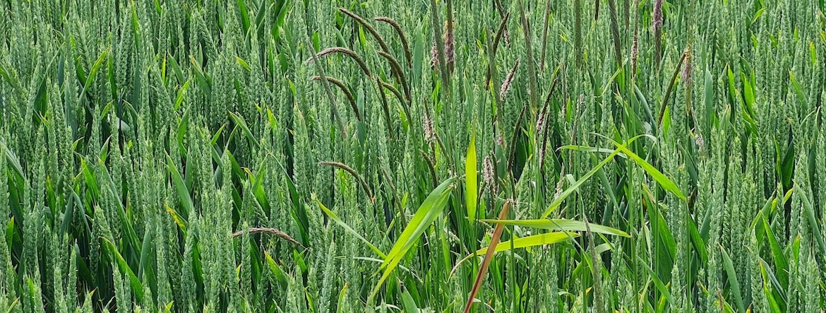 Comment lutter contre les mauvaises herbes sans pesticides ?