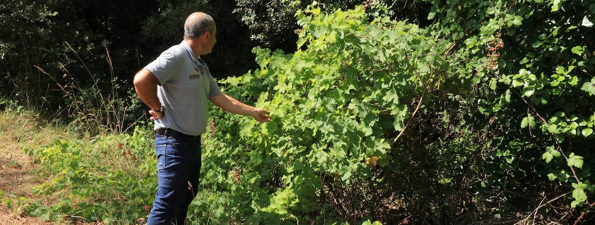 Y aurait-il des vignes près de chez vous ?