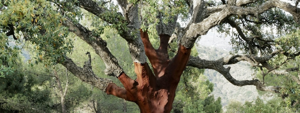 le chêne-liège, victime de la surexploitation