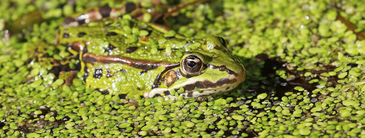Pourquoi le vert est-il la couleur de la nature ?