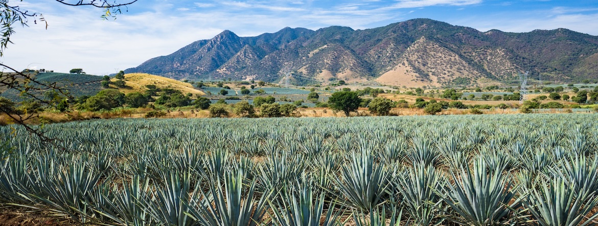 Tequila ou Mescal, faut-il choisir ?