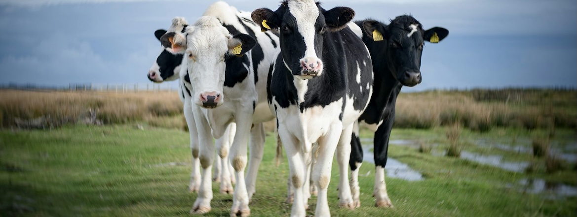 Ces pays qui ont réussi à réduire pesticides et engrais chimiques en accompagnant les agriculteurs