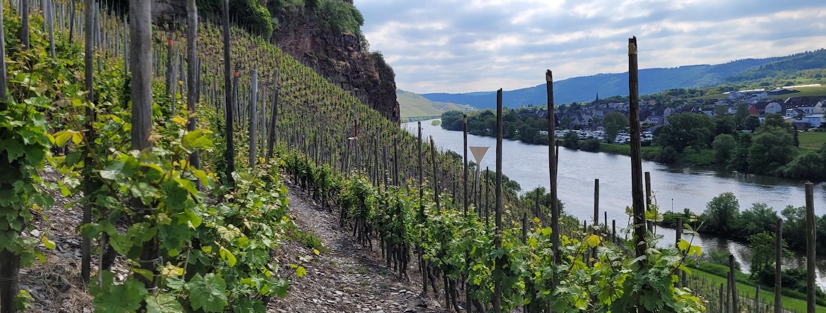 Explorer le trésor d&rsquo;archives de Génération Vignerons